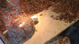 A tortoise - or turtle - in the exclusive pet store in the Galeriet Shopping Centre, Bergen